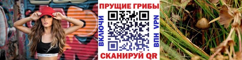 Купить  Волгореченск  Псилоцибиновые грибы Cubensis 